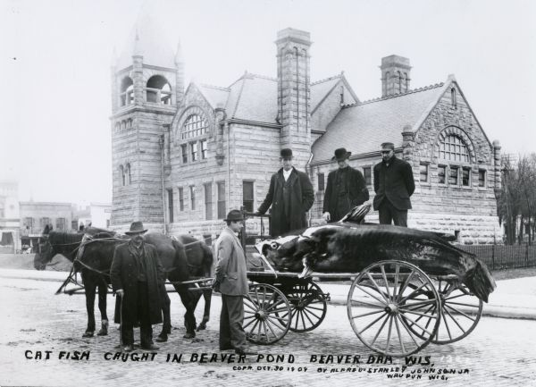 Photomontage of a giant catfish being hauled on a flatbed horse-drawn cart.  A group of men stand around and on the cart looking at the fish.  The Williams Free Library is visible in the background.  The words "Cat Fish Caught in Beaver Pond - Beaver Dam, Wis." is inscribed at the bottom of the image field.