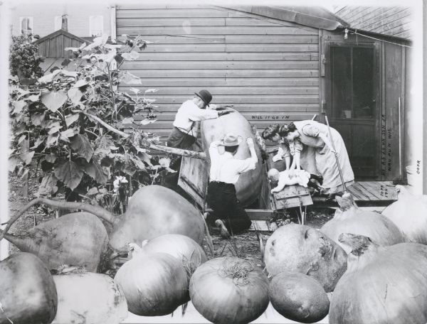 Photomontage of two men standing over an open cellar door, attempting to push a giant root vegetable into it. Two women with brooms are holding a baby by the side of the door, watching intently. A number of giant onions, potatoes, and turnips create the foreground of the image. The words, "Will It Go In," are inscribed right above the heads of the two women.  
