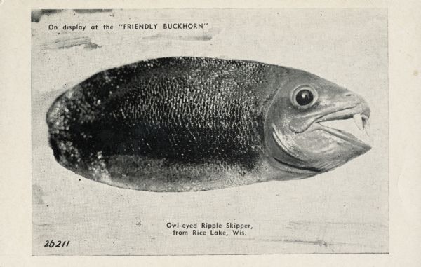 Photograph of fish altered to create an imaginary new species of fish, the Owl-eyed Ripple Skipper.  Its apparent features include short fangs, a rounded backside (presumably for "skipping") and owl-like eyes.  Caption at the top reads, "On display at the "Friendly Buckhorn."  Caption at the bottom reads, "Owl-eyed Ripple Skipper, from Rice Lake, Wis."
