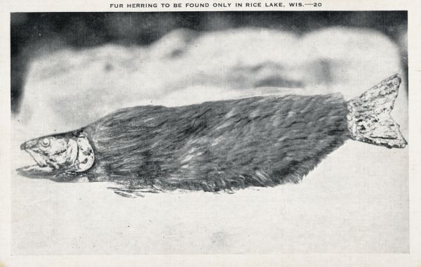 Altered photograph depicting a herring as though it was covered in fur.  Caption at the top reads: "Fur herring to be found only in Rice Lake, Wis." No. 20 in a series.