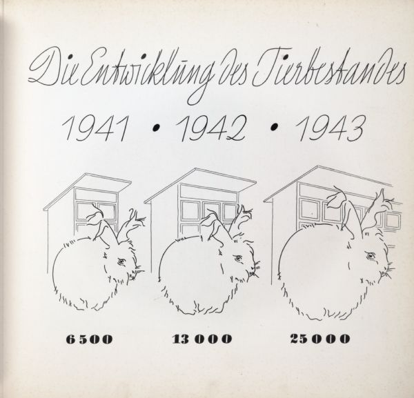 This page documents the development of the angora rabbit for the years of 1941, along with the number of "6500," 1942, along with the number "13000," and 1943, along with the number "25000." The page is titled "Die Entwicklung des Tierbestandes."