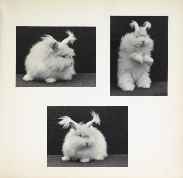 Three angora rabbits.