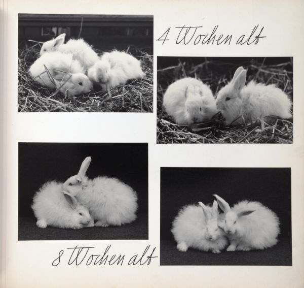 Young angora rabbits at the age of 4 and 8 weeks old. Text on page says, "4 Wochen alt" and "8 Wochen alt."