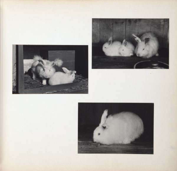 Adult and young angora rabbits sitting in their hutches.