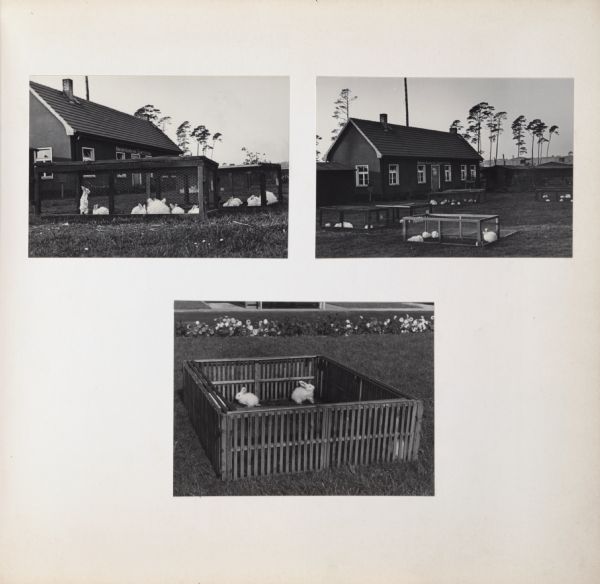 Angora rabbits in fenced area outdoors, with buildings in the background. The sign on one of the buildings has the words, "Angora-Kaninchen-Zuchstation".
