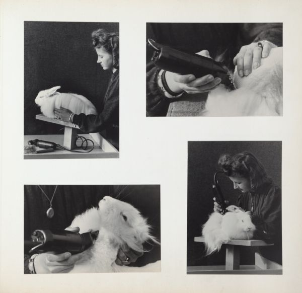 Woman shearing angora rabbit on table. Shows the rabbit in various stages of being shaved.