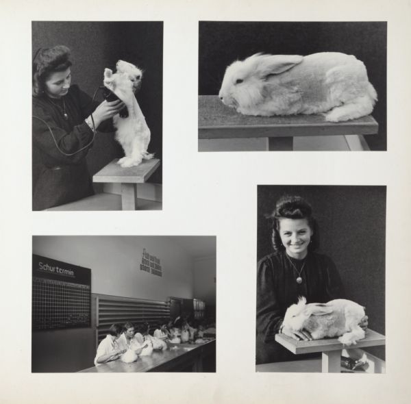 Woman shearing angora rabbit on table. The rabbit is shown in various stages of being shaved, and there is also a group of woman shearing rabbits on a long table. A chart on the wall says, "Schurtermin."