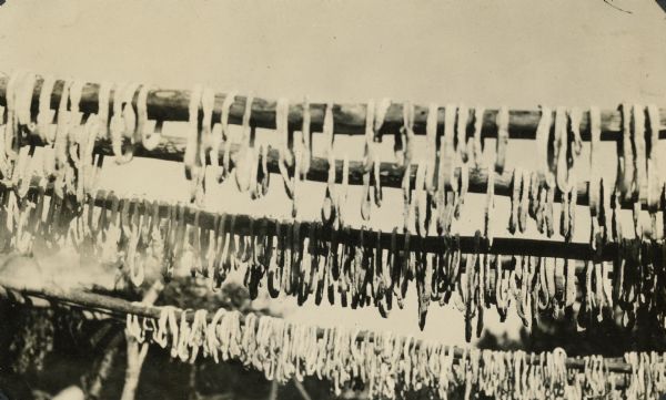 Winnebago (Ho-Chunk) method of drying squash by cutting it into strips and hanging it over a scaffold.