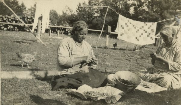 Winnebago (Ho-Chunk) women cutting roots for medicine. A quilt hangs on a line in the background and a chicken walks near the women.