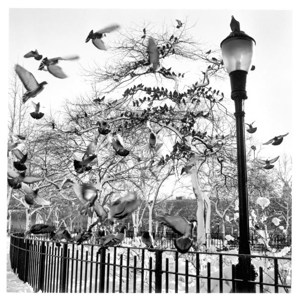 Flock of birds in snow-covered Tompkins Square Park located in East Village.