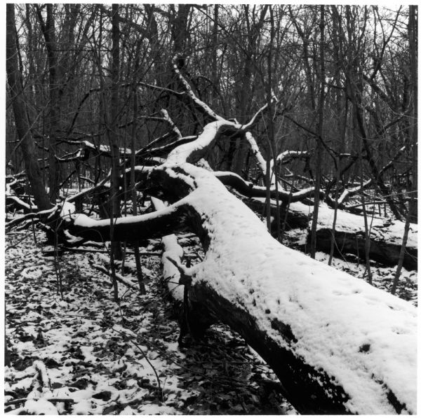 Snow-covered fallen tree in the Chief Shabbona Forest Preserve in DeKalb County.