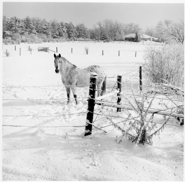 Pale colored horse on a snow-covered farm off Five Points Road in DeKalb County.
