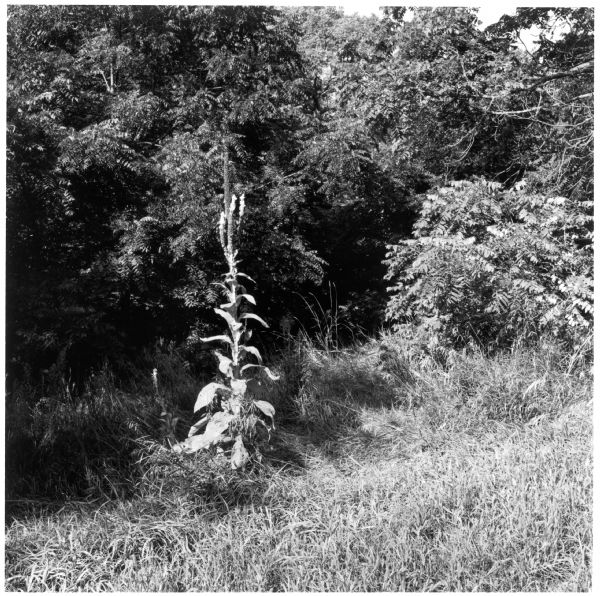 Mullein plant on the edge of the woods on the Quinney farm.