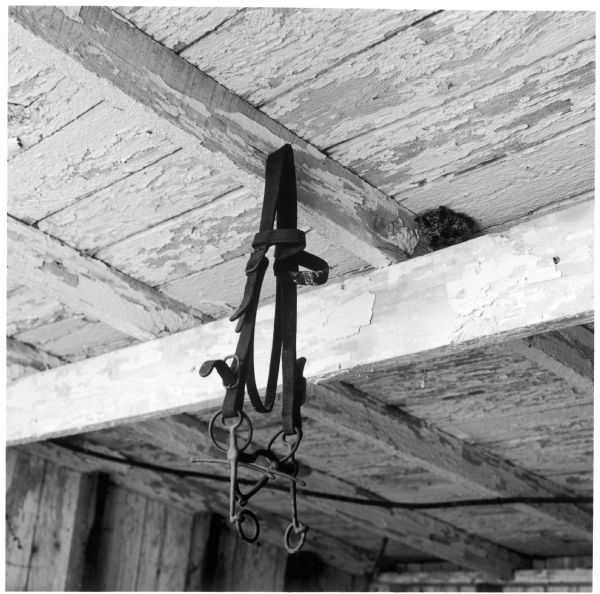 Bridle hanging from the rafters of the barn on the Quinney farm.