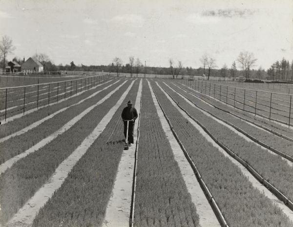 Slightly elevated view of a single worker trimming neat rows of seedlings at a Wisconsin State Nursery.