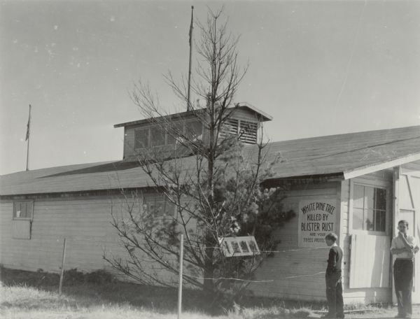 Building at the Tri-State Fair, outside of which a white pine tree dying from white pine blister rust is displayed.