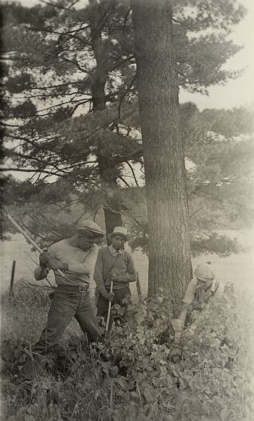 Three men working near a tree. During 1933 Menominee Indians protected over 4000 acres of white pines from the blister rust threat.