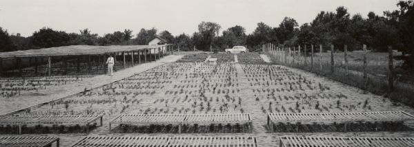 Elevated view of the Wisconsin Department of Agriculture Tree Nursery. A man is standing on the left side.