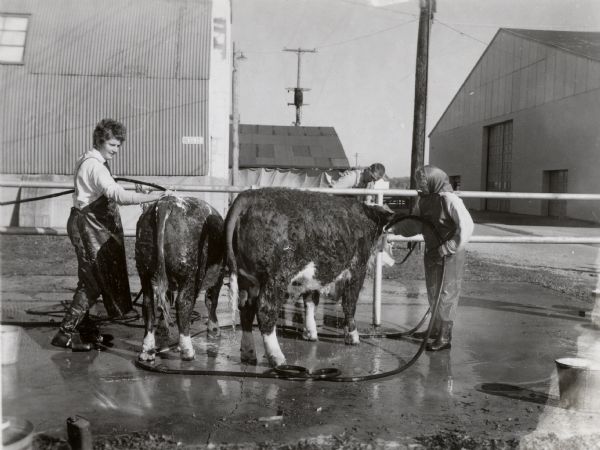 Competitors in the Southern Wisconsin Junior Livestock Exposition washing their animals outdoors before the judging.