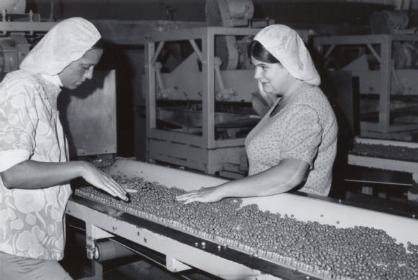 Two women workers at a Wisconsin pea cannery enjoy a light moment, as the shelled peas they are inspecting pass by on a conveyor belt. Both women are wearing hairnets.