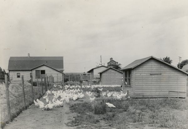The chicken farm of Alfred Ruf on State Highway 3.