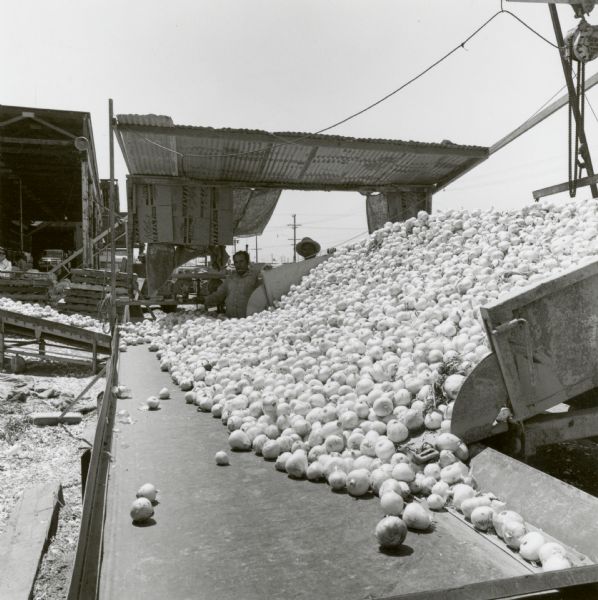 A truck from the field is dumping a load of onions onto a conveyor belt to be inspected, sorted, and bagged. Workers in the background, who were represented by Local P-78 of the AMCBWNA, are standing in the shade created by a roof of corrugated steel and packing boxes.