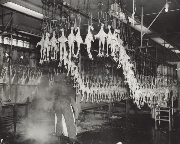 Production line of defeathered chickens.