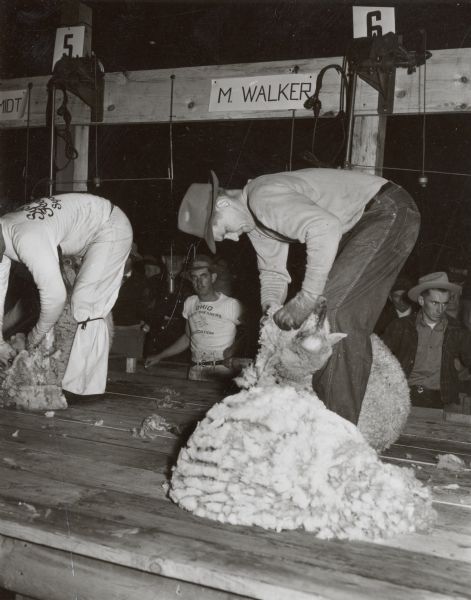 Winner Melvin Walker at work during a sheep shearing competition.