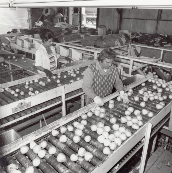 Slightly elevated view of two women, members of Amalgamated Meatcutters local P78, inspecting onions, probably at a warehouse in California.