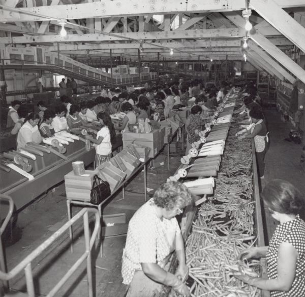 Slightly elevated view of women at an unidentified warehouse, probably in California, sizing, weighing, and bagging carrots for market.