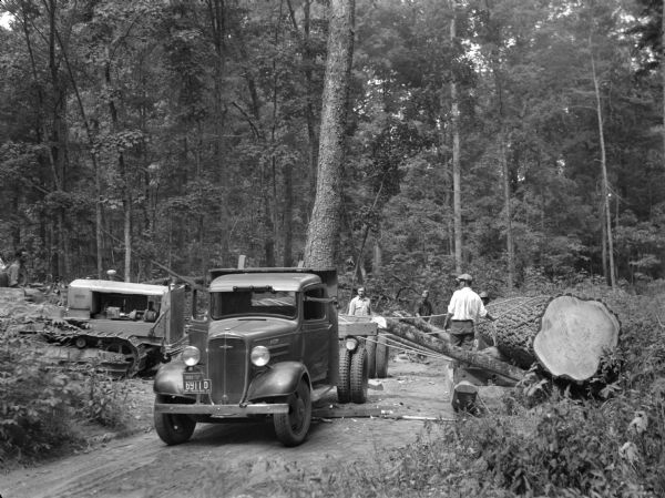 Loading a large white pine log cut on the Menominee Indian Reservation onto a truck. The log was hauled to the Wisconsin State Fair for a display about the threat of white pine blister rust.