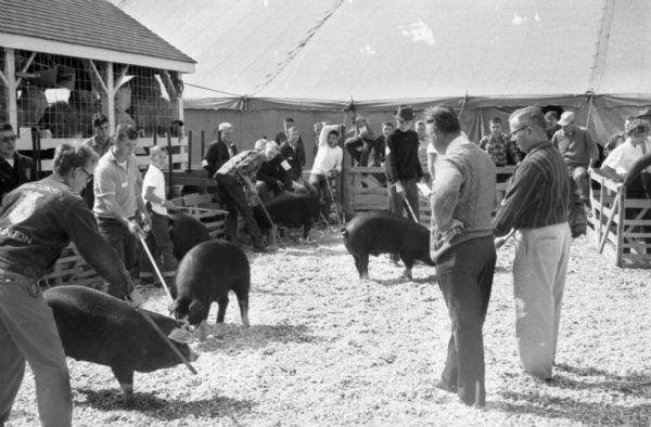 Competitors in the Junior Livestock Exposition with their pigs before the judging.