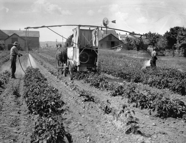 A horse-drawn power sprayer being used on truck crops in the Racine area.