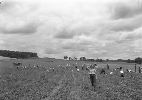 Picking strawberries on the farm of Earl Leverich in Monroe County.  The Leverich family were leaders in commercial fruit growing in Wisconsin and Earl Leverich was a member of the Wisconsin legislature.