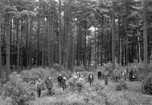 Slightly elevated view of a ribes eradication crew that was part of the white pine blister rust effort in a Barron County forest. The caption indicates that the crew, which was composed of "relief men," was unusually large because of the shortage of experienced foremen.