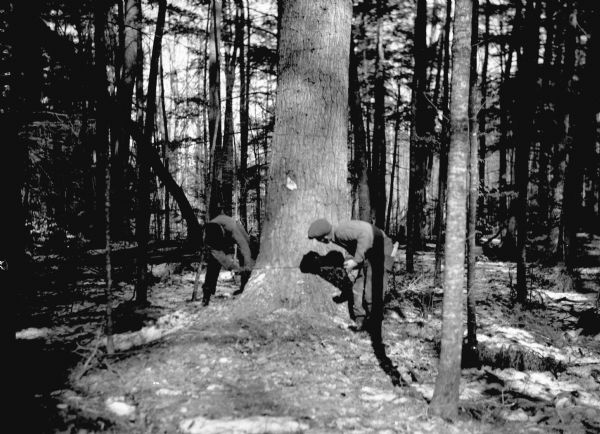 A large white pine being felled on the Menominee Indian Reservation. This photograph was taken to illustrate the tribe's selective logging practices.