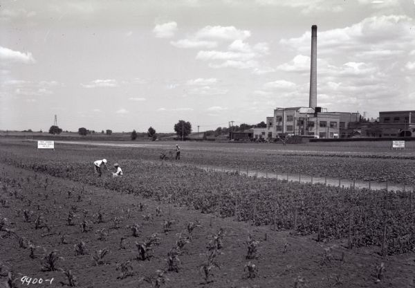 Workers in trial fields of the Leonard Seed Company, with the processing plant in the background.