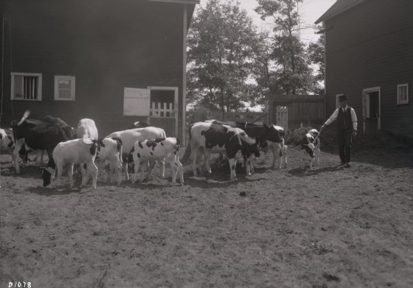 Two men with cows in the barnyard of farm.