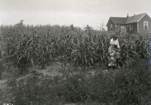 Woman picking corn on a farm.