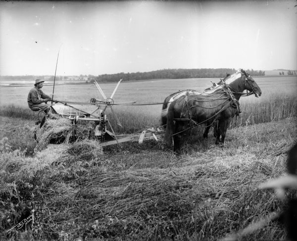 Right side view of a farmer driving a team of three horses to pull a Keystone grain binder in a field.