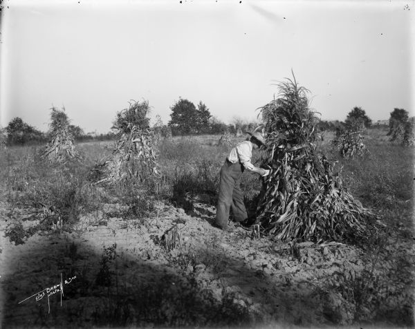 Farmer inspecting cornstacks in a field.