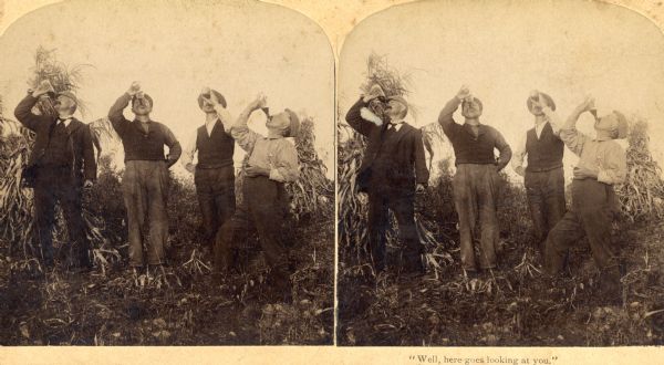 Four men guzzle beverages in a cornfield. The caption on the stereograph reads, "Well, here goes looking at you."