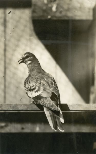Rear view of a passenger pigeon with its head in profile. This species of pigeon is now extinct. The pigeon lived in captivity under the direction of Professor C.O. Whitman, professor of Zoology at the University of Chicago.