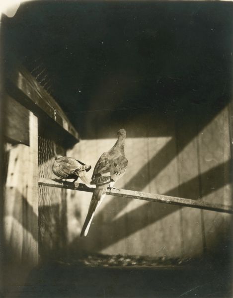 Rear view of two passenger pigeons in a cage. This species of pigeon is now extinct. The pigeons lived in captivity in the aviary of Professor C.O. Whitman, professor of Zoology at the University of Chicago.