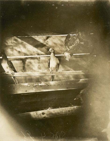 Frontal view of two passenger pigeons. This species of pigeon is now extinct. The pigeons lived in captivity in the aviary of Professor C.O. Whitman, professor of Zoology at the University of Chicago.