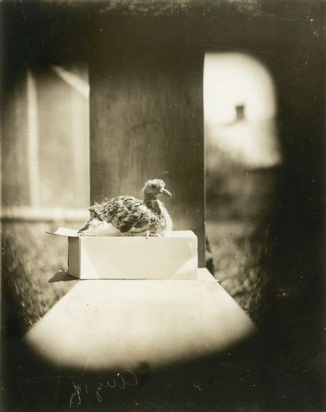 Profile view of a young passenger pigeon, on a cardboard box. This species of pigeon is now extinct. One of a group of pigeons that lived in captivity in the aviary of Professor C.O. Whitman, professor of Zoology at the University of Chicago.