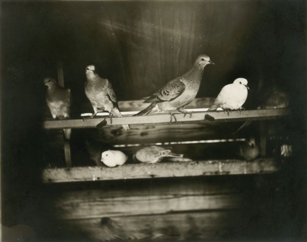 Seven passenger pigeons (possibly other types of pigeon as well?), a species of pigeon now extinct. Part of a group of pigeons that lived in captivity in the aviary of Professor C.O. Whitman, professor of Zoology at the University of Chicago.