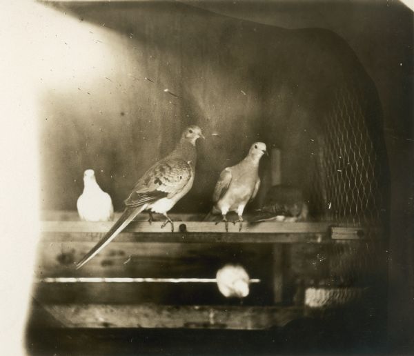 Several passenger pigeons, a species of pigeon now extinct, on a perch. Part of a group of pigeons that lived in captivity in the aviary of Professor C.O. Whitman, professor of Zoology at the University of Chicago.