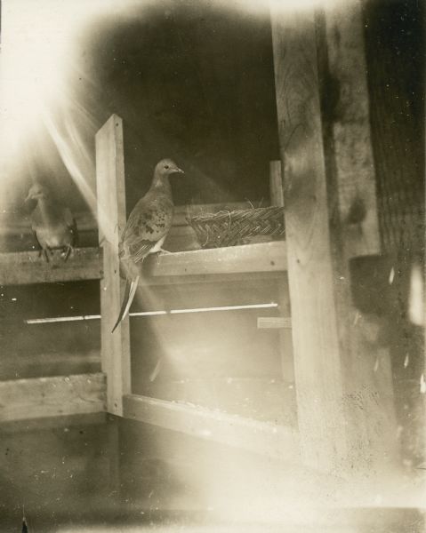 Two passenger pigeons, a species of pigeon now extinct, near a nest. Part of a group of pigeons that lived in captivity in the aviary of Professor C.O. Whitman, professor of Zoology at the University of Chicago.