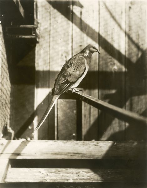 Profile view of a passenger pigeon, a species of pigeon now extinct. Part of a group of pigeons that lived in captivity in the aviary of Professor C.O. Whitman, professor of Zoology at the University of Chicago.
